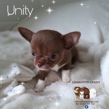 chiot Chihuahua Poil Court Chocolat panaché de blanc Unity Charlotte's Doggy