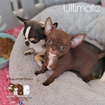 chiot Chihuahua Poil Court Chocolat panaché de blanc Ultimate Charlotte's Doggy