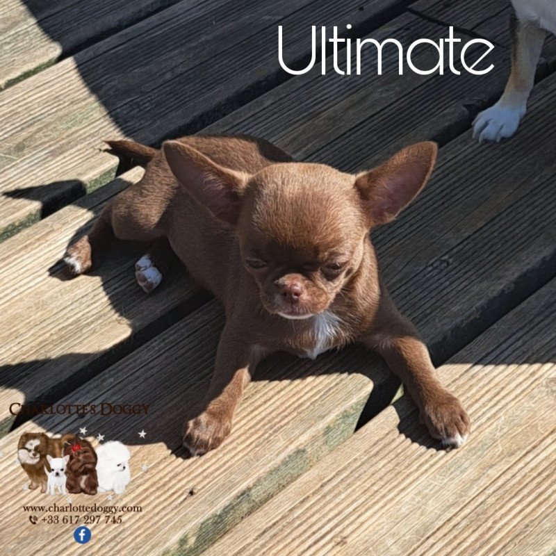 Ultimate Femelle Chihuahua Poil Court