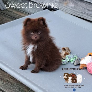 chiot Spitz allemand Chocolat Sweet Brownie Charlotte's Doggy