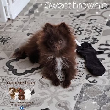 chiot Spitz allemand Chocolat Sweet Brownie Charlotte's Doggy