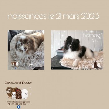 chiot Spitz allemand Chocolat tan Charlotte's Doggy