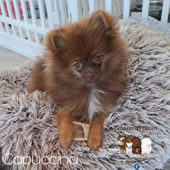 chiot Spitz allemand Chocolat tan Capuccina Charlotte's Doggy