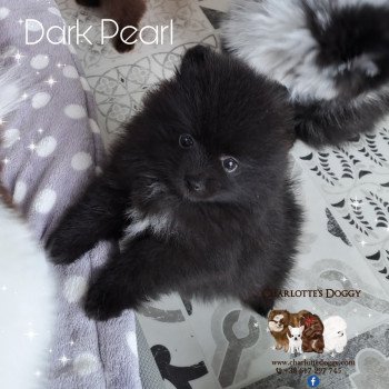 chiot Spitz allemand Noir Dark Pearl Charlotte's Doggy