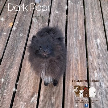 chiot Spitz allemand Noir Dark Pearl Charlotte's Doggy