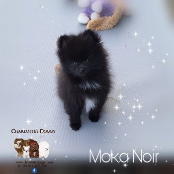 chiot Spitz allemand Noir Moka Noir Charlotte's Doggy