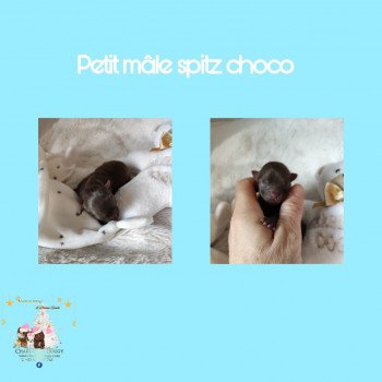 chiot Spitz allemand Chocolat Charlotte 's Doggy