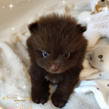 chiot Spitz allemand Chocolat Sailor Moon Charlotte 's Doggy