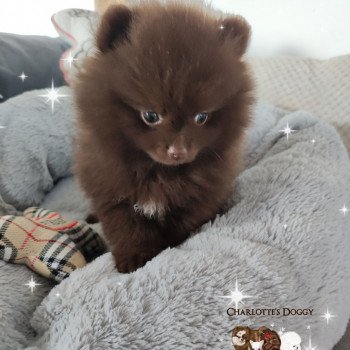 chiot Spitz allemand Chocolat Sailor Moon Charlotte 's Doggy