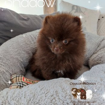 chiot Spitz allemand Chocolat Shadow 2 Charlotte 's Doggy