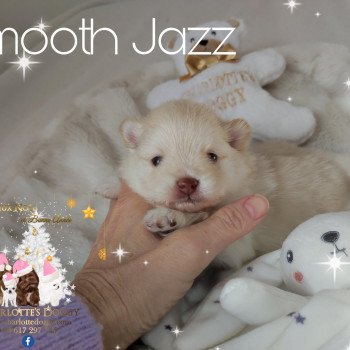 chiot Spitz allemand Crème Smooth Jazz Charlotte 's Doggy