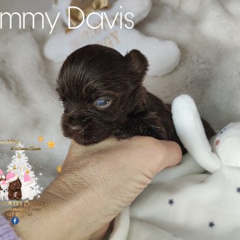 chiot Yorkshire terrier Chocolat Sammy Davis Charlotte 's Doggy