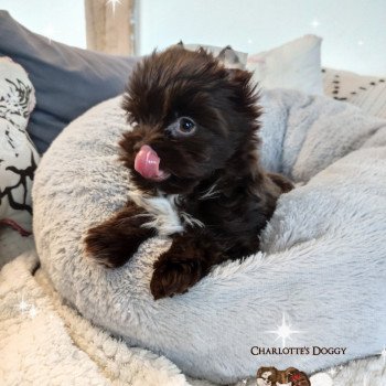 chiot Yorkshire terrier Chocolat Sammy Davis Charlotte 's Doggy