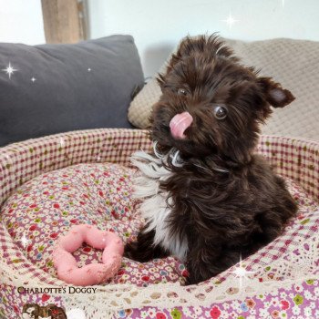 chiot Yorkshire terrier Chocolat Sammy Davis Charlotte's Doggy