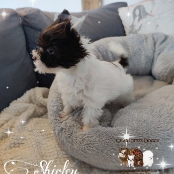 chiot Yorkshire terrier Biro blanc et marron Shirley Temple Charlotte 's Doggy