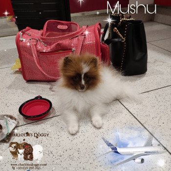 chiot Spitz allemand Mushu Charlotte's Doggy