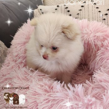 chiot Spitz allemand Doha Pearl Charlotte's Doggy