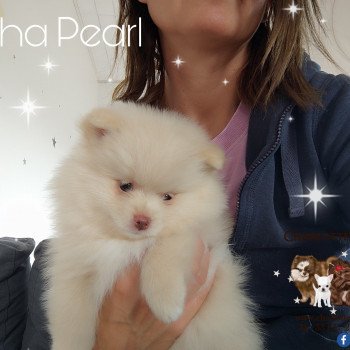 chiot Spitz allemand Doha Pearl Charlotte's Doggy