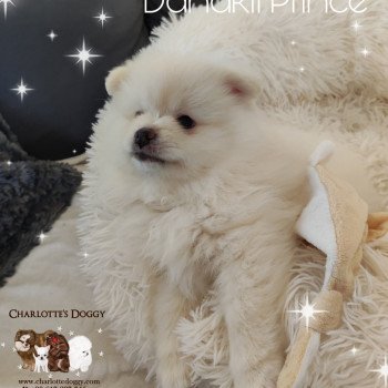 chiot Spitz allemand Danakil Prince Charlotte's Doggy