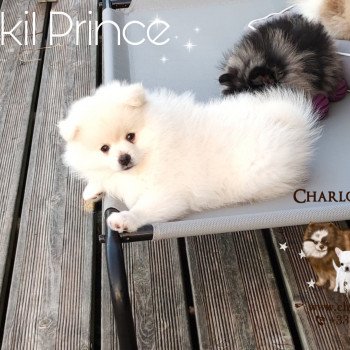 chiot Spitz allemand Danakil Prince Charlotte's Doggy