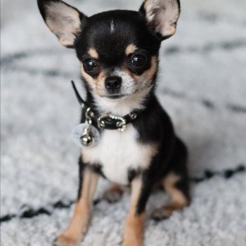chiot Chihuahua Poil Court Mac Charlotte 's Doggy