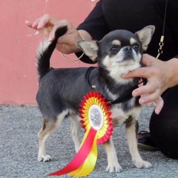 chien Chihuahua Poil Court MICHEL BLUE ANGELO DU CASTEL DES PETITS CŒURS Charlotte 's Doggy