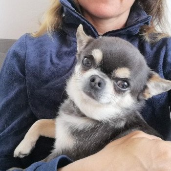 chien Chihuahua Poil Court MICHEL BLUE ANGELO DU CASTEL DES PETITS CŒURS Charlotte 's Doggy