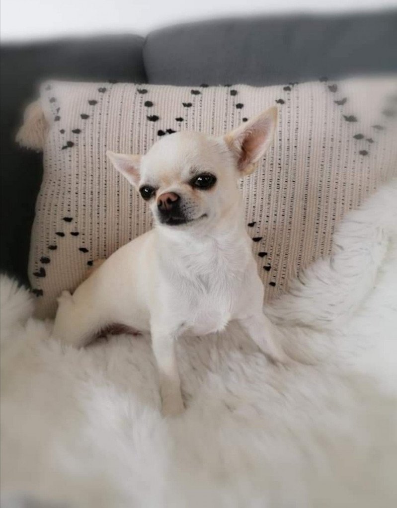 Lili Femelle Chihuahua Poil Court