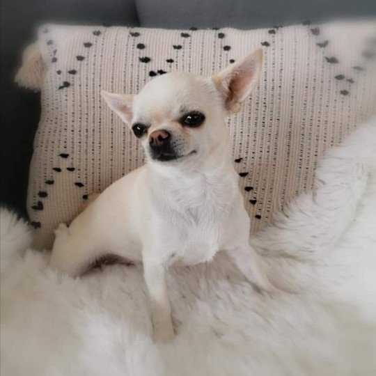 Lili Femelle Chihuahua Poil Court