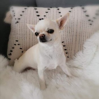 chien Chihuahua Poil Court Ollywood des Graines de star Charlotte 's Doggy