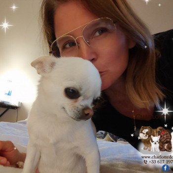 chien Chihuahua Poil Court Ollywood des Graines de star Charlotte's Doggy