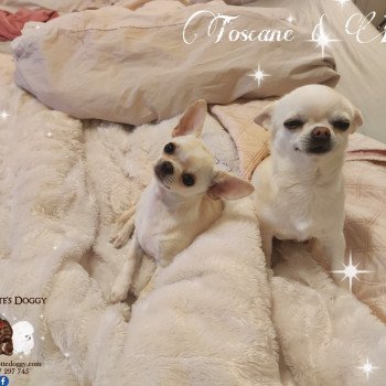 chien Chihuahua Poil Court Ollywood des Graines de star Charlotte's Doggy