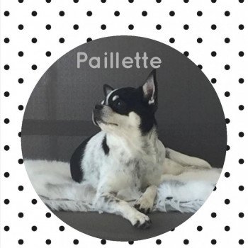 chien Chihuahua Poil Court Paquerette Charlotte 's Doggy