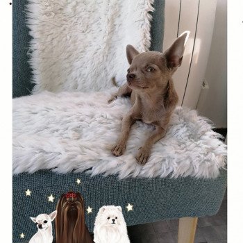 chien Chihuahua Poil Court Lavande Rosanna Charlotte 's Doggy