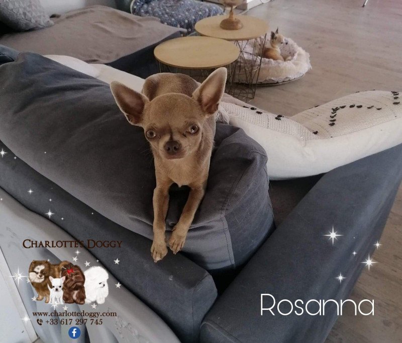 Rosanna Femelle Chihuahua Poil Court