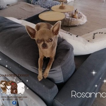Rosanna Femelle Chihuahua Poil Court