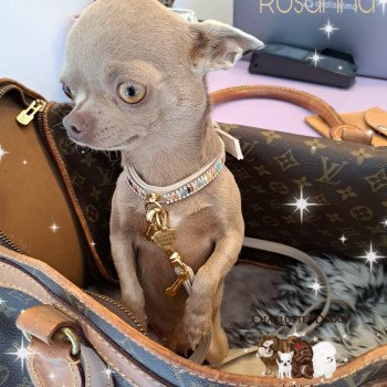chien Chihuahua Poil Court Lavande Rosanna Charlotte's Doggy