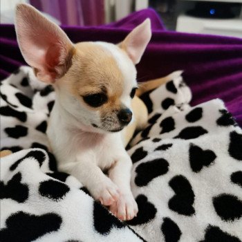 chiot Chihuahua Poil Court Royal Charlotte 's Doggy