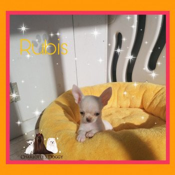 chiot Chihuahua Poil Court Creme Rubis Charlotte 's Doggy