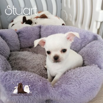 chiot Chihuahua Poil Court Creme Stuart Charlotte 's Doggy