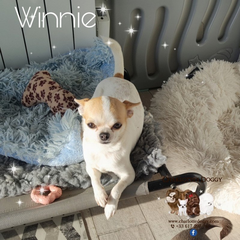 Winnie Femelle Chihuahua Poil Court