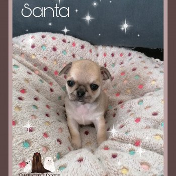 chiot Chihuahua Poil Court Santa Charlotte 's Doggy