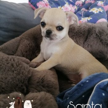 chiot Chihuahua Poil Court Santa Charlotte 's Doggy