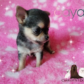 chiot Chihuahua Poil Court Noir et feu Saya Charlotte 's Doggy