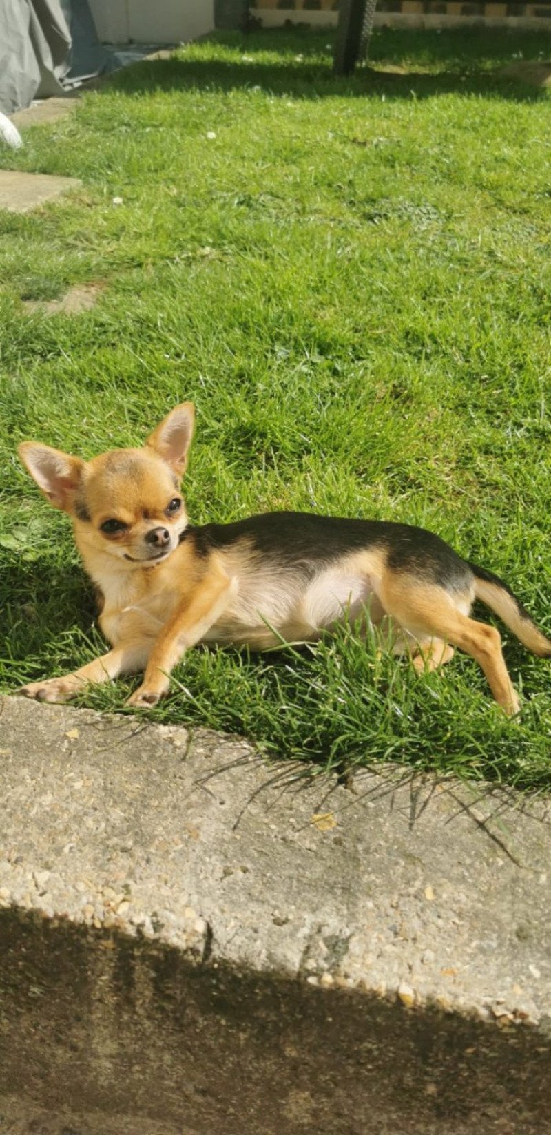 Saya Femelle Chihuahua Poil Court
