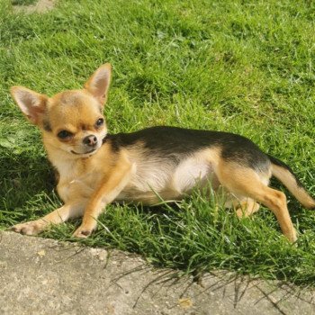 chiot Chihuahua Poil Court Noir et feu Saya Charlotte's Doggy