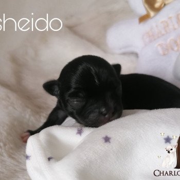 chiot Chihuahua Poil Court Shisheido Charlotte 's Doggy