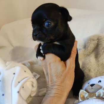 chiot Chihuahua Poil Court Spyke Charlotte 's Doggy