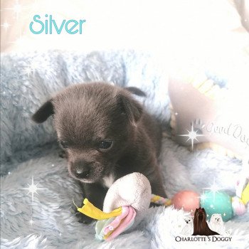 chiot Chihuahua Poil Court Silver Charlotte 's Doggy