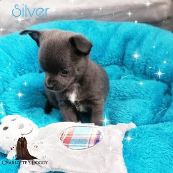 chiot Chihuahua Poil Court Silver Charlotte 's Doggy